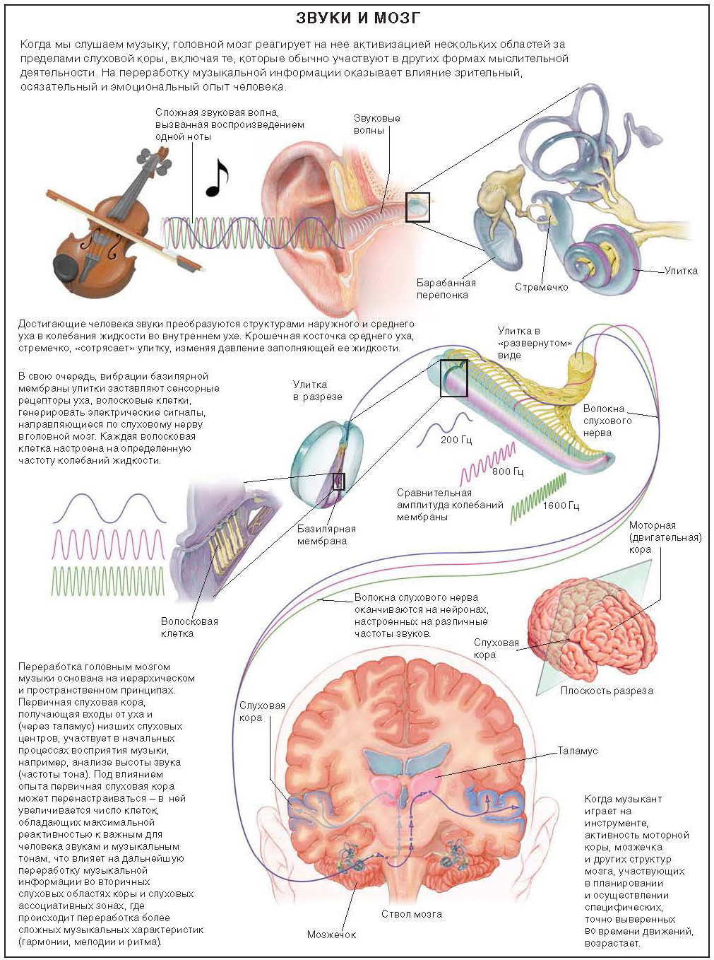 Центр слуха звуки. Влияние музыки на мозг человека. Влияние звука на мозг человека. Схема воздействия музыки на человека. Влияние музыки на человека схема.